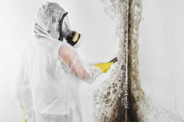 Reliable Church Hill, TN Mold Removal Solutions