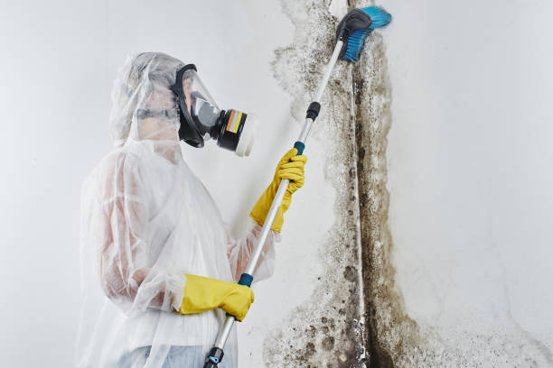 Best Office Mold Removal Services  in Church Hill, TN