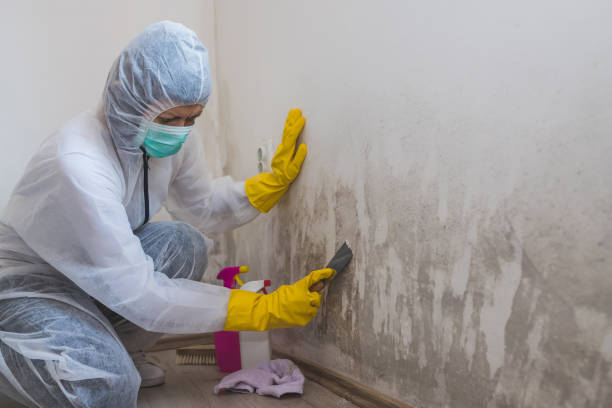 Home Mold Removal