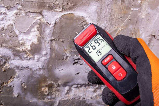 Best Mold Damage Repair  in Church Hill, TN