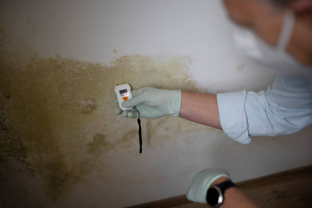 Best Commercial Mold Removal  in Church Hill, TN