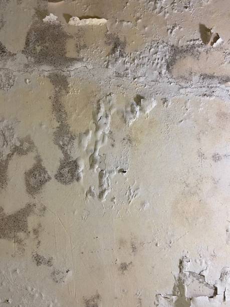 Mold Removal and Inspection in Church Hill, TN