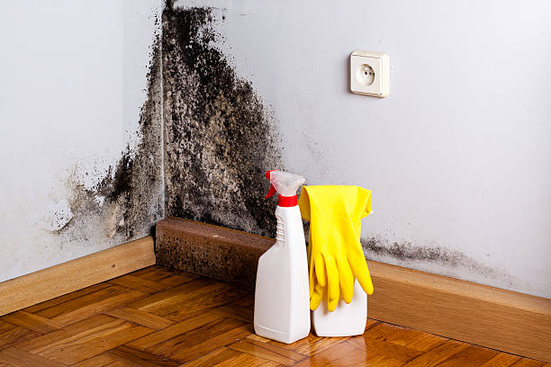 Best Residential Mold Removal  in Church Hill, TN